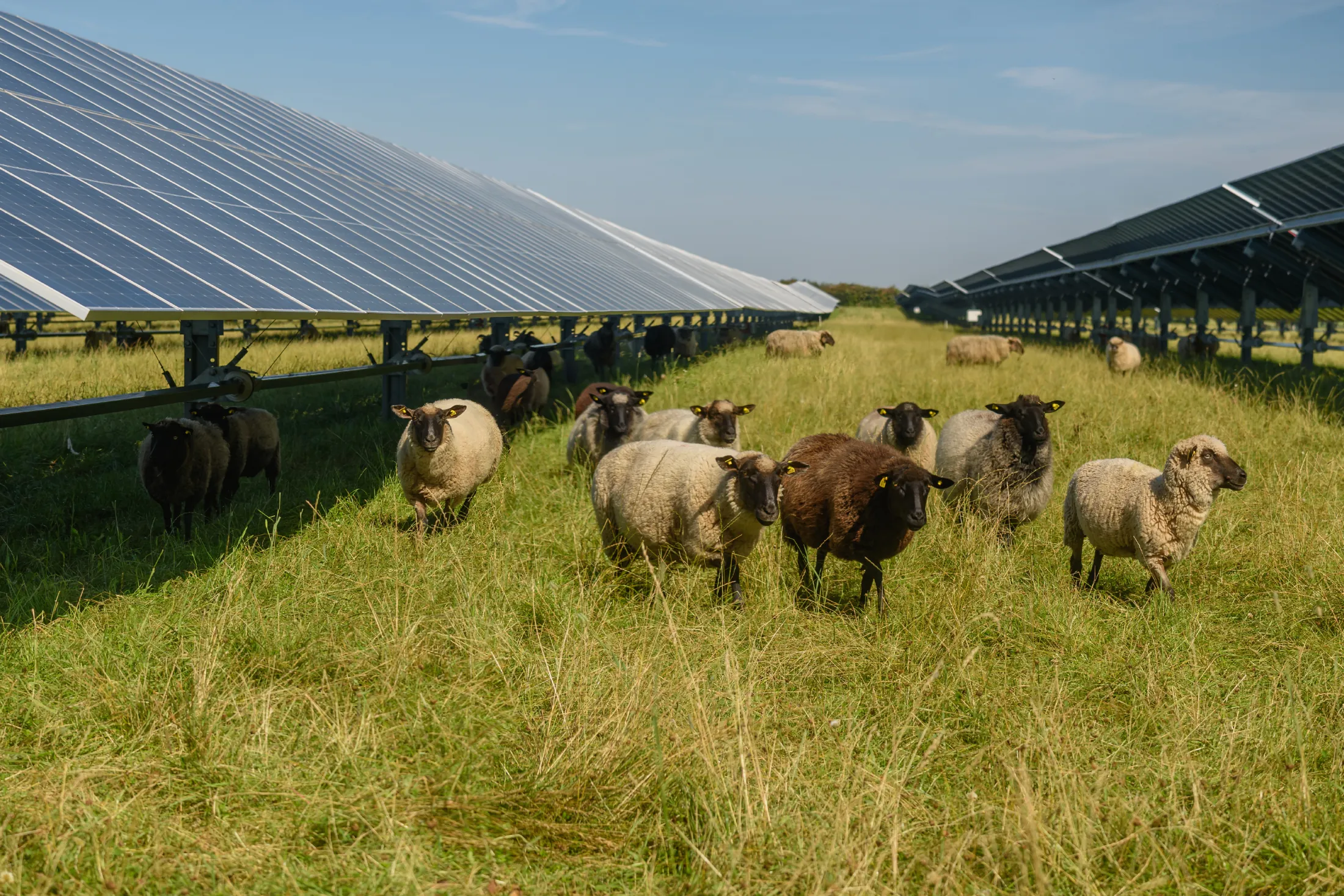 Ovejas en un campo con paneles solares